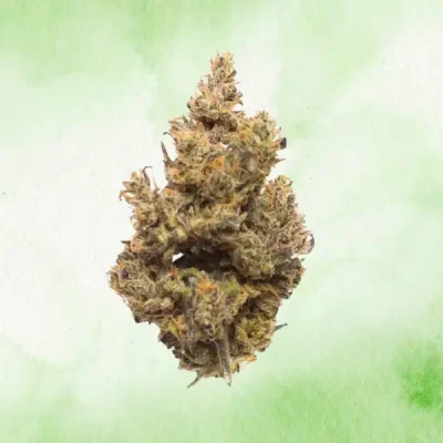 Black Cherry Gelato